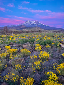 Mount Shasta Super Bloom