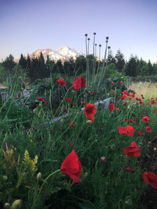 Mount Shasta Garden Poppies card