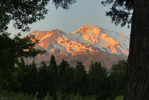 Mount Shasta in the Trees card