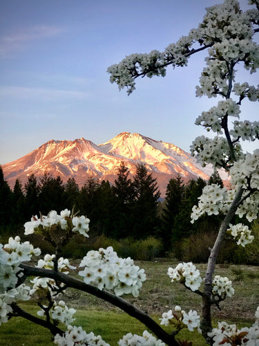 Mount Shasta with Pear Blossoms